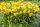 Hemerocallis
