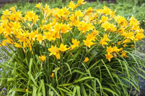 Hemerocallis